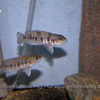 Lepidiolamprologus hecqui