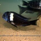 Tropheus duboisi white
