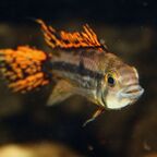 Apistogramma cacatuoides