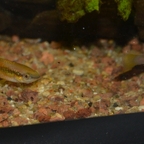 Pachypanchax sakaramyi