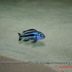 Melanochromis cyaneorhabdos