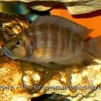 Altolamprologus compressiceps Weibchen