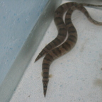 Mastacembelus ellipsifer