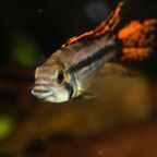 Apistogramma cacatuoides