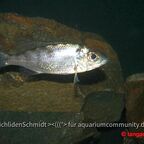 Cyathopharynx foai Kabogo