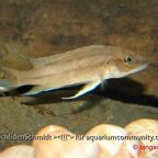 Neolamprologus longicaudatus