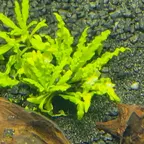Pogostemon helferi