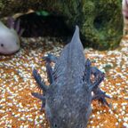 Axolotl