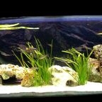 Tanganjikasee Aquarium 150x50x50cm