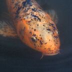 Koi Karpfen