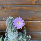 Lobivia wrightiana (caespitosa)