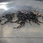 Synodontis sp. polli white