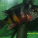 Astatotilapia latifasciata