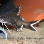 Synodontis granulosus