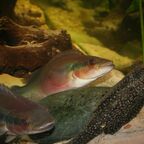 Lugubria cincta