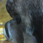 Cyphotilapia frontosa