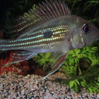 Geophagus winemilleri