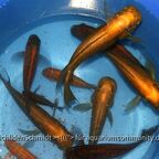Petrochromis trewavasae WF