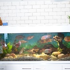 Aquarium Gesamtansicht
