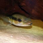 Lugubria cincta