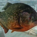 Pygocentrus nattereri