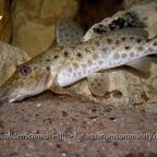 Auchenoglanis tanganicanus