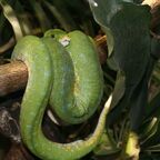 Morelia viridis