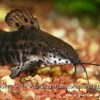Megalechis thoracata