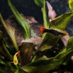 Xiphophorus variatus „Hawaii"