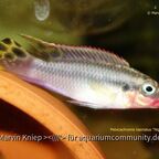 Pelvicachromis taeniatus "Nigeria Red"