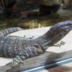 Varanus varius