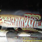 Fundulopanchax walkeri spurelli "Kutunse"