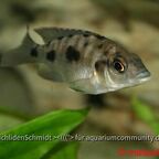 Otopharynx walteri Weibchen