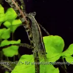 Amanogarnele, Caridina multidentata