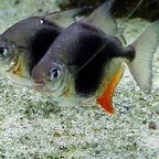 Myloplus schomburgkii