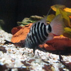 Amatitlania nigrofasciata (Männchen)