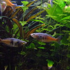 Melanotaenia boesemani (Weibchen)
