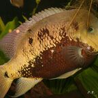 Cincelichthys pearsei