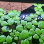 Limnobium laevigatum