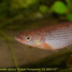 Anablepsoides igneus "Crique Fourgassier FG 2021-11"