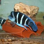 Cyphotiapia giberrosa blue Zaire moba WF