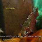 Rubricatochromis guttatus