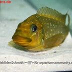 Petrochromis trewavasae WF