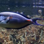 Acanthurus sohal