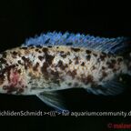Labeotropheus trewavasae Tumbi West