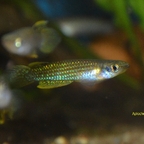 Aplocheilus parvus