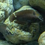Altolamprologus calvus black