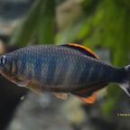 Opsarius ardens