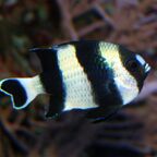 Dascyllus melanurus