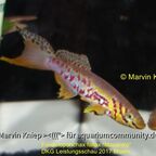 Fundulopanchax fallax "Mouanko"